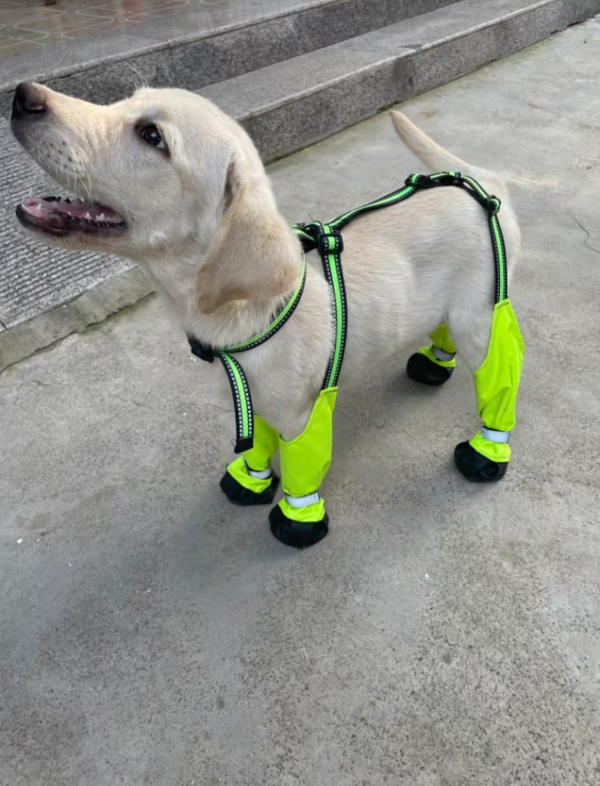 Dog Boots Waterproof Paw Protector – Anti-Dirty Reflective Dog Shoes for All Seasons